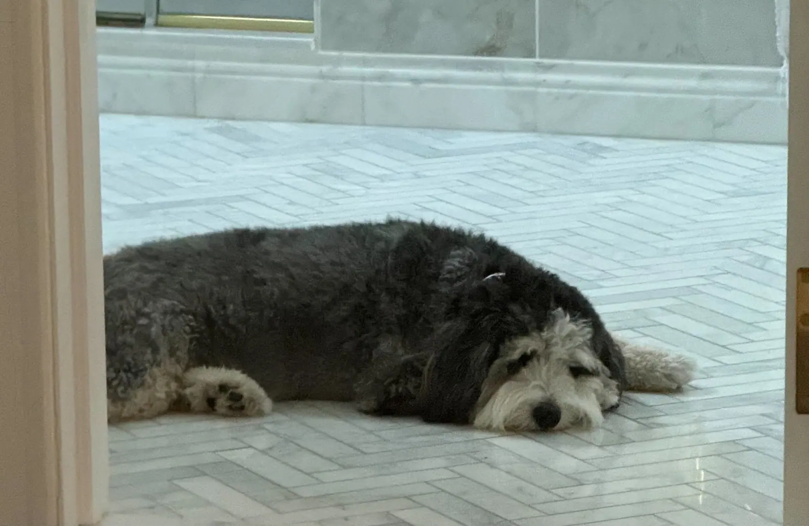 Alfie, a black-and-white dog, resting flat on a pale herringbone floor